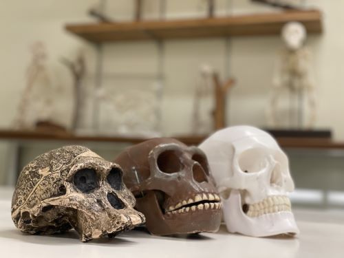 Image of human and human ancestor skull models