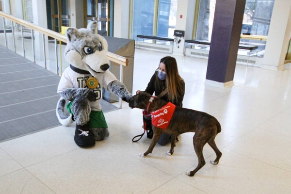 Therapy dog meeting USask mascot, Howler