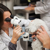 ophthalmology