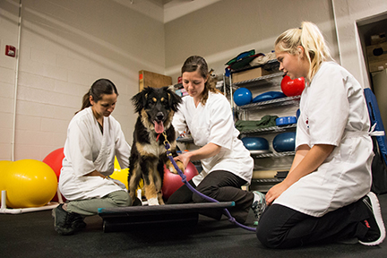 Veterinary Medicine - Admissions | University of Saskatchewan